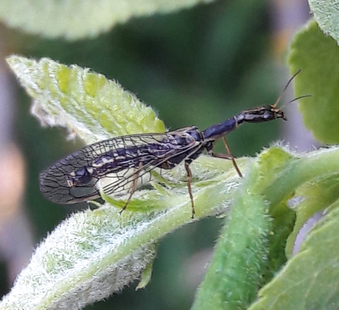 Raphidioptera - Tevenyakú-fátyolkák