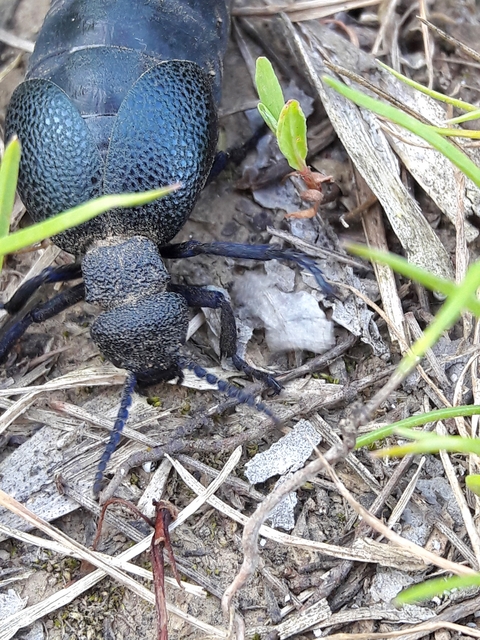 Meloe cicatricosus - óriásnünüke