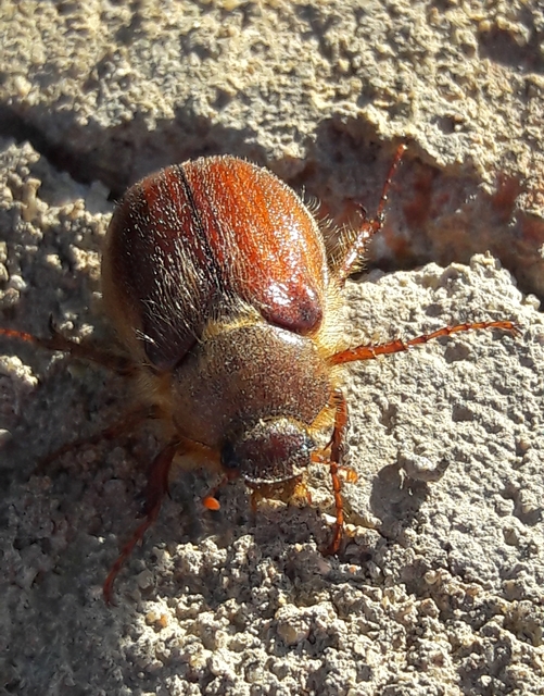 Holochelus vernus - tavaszi cserebogár