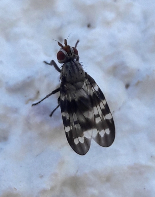 Otites centralis/guttata