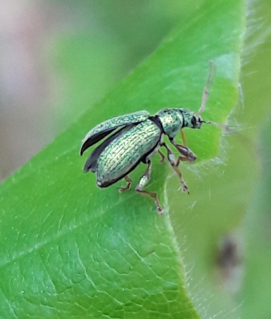 Phyllobius argentatus - ezüstös levélormányos