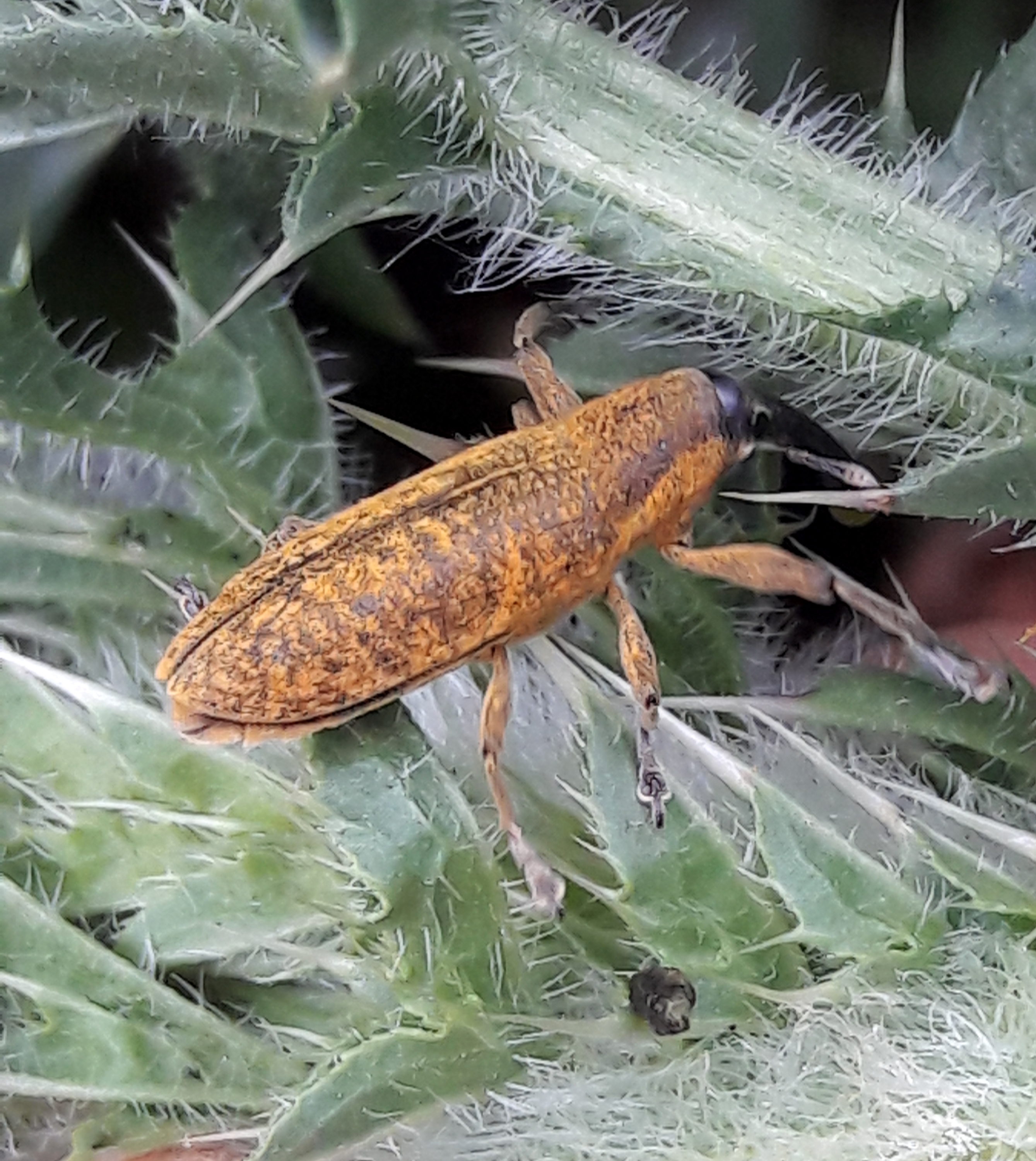 Lixus pulverulentus - mályvafúró dudvabarkó
