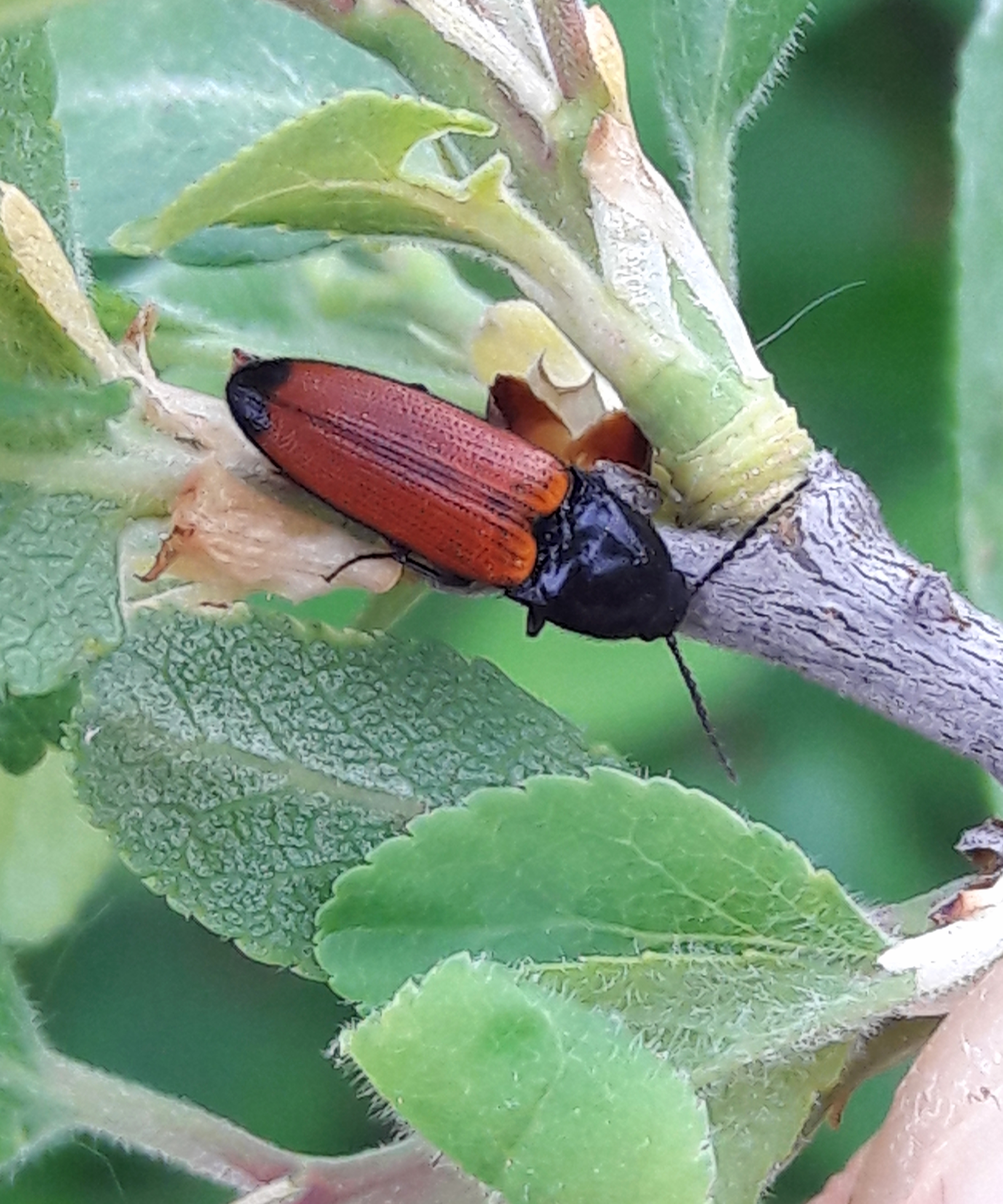 Ampedus glycereus - hosszúkás pattanó