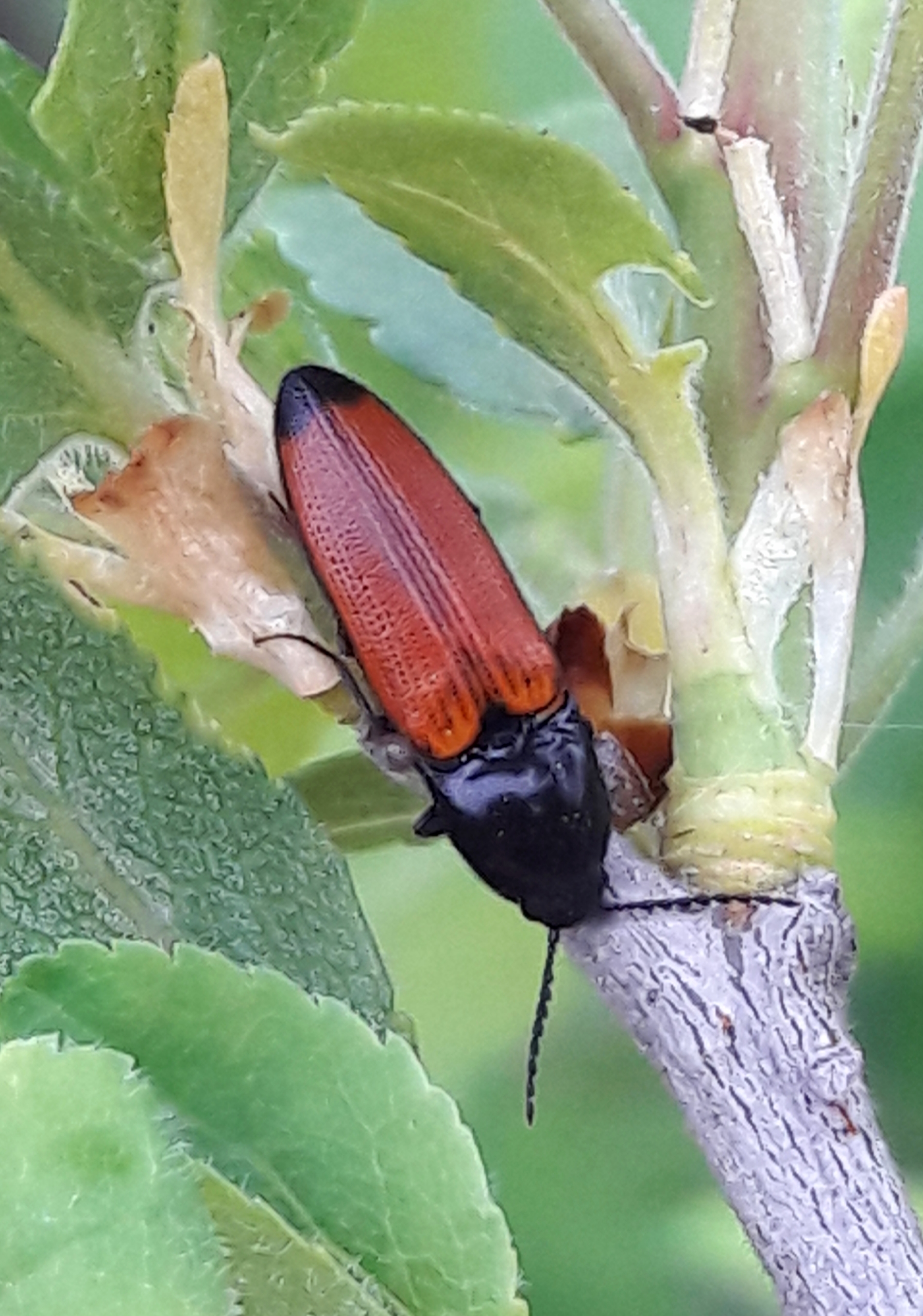 Ampedus glycereus - hosszúkás pattanó