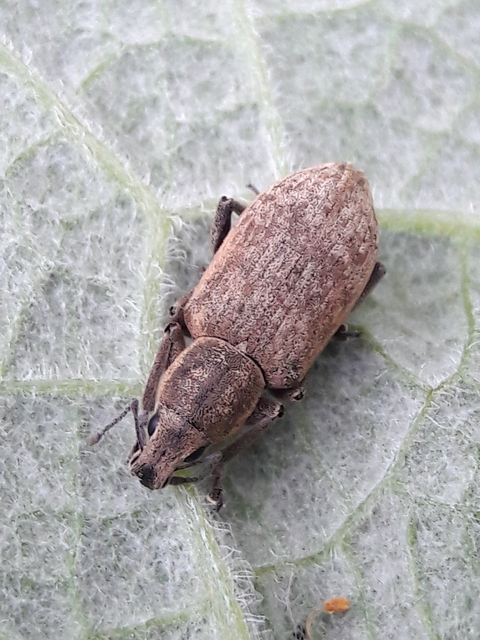 Tanymecus palliatus - közönséges hegyesfarúbarkó
