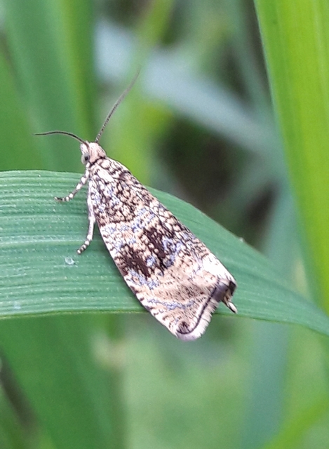 Celypha lacunana - vízparti tükrösmoly