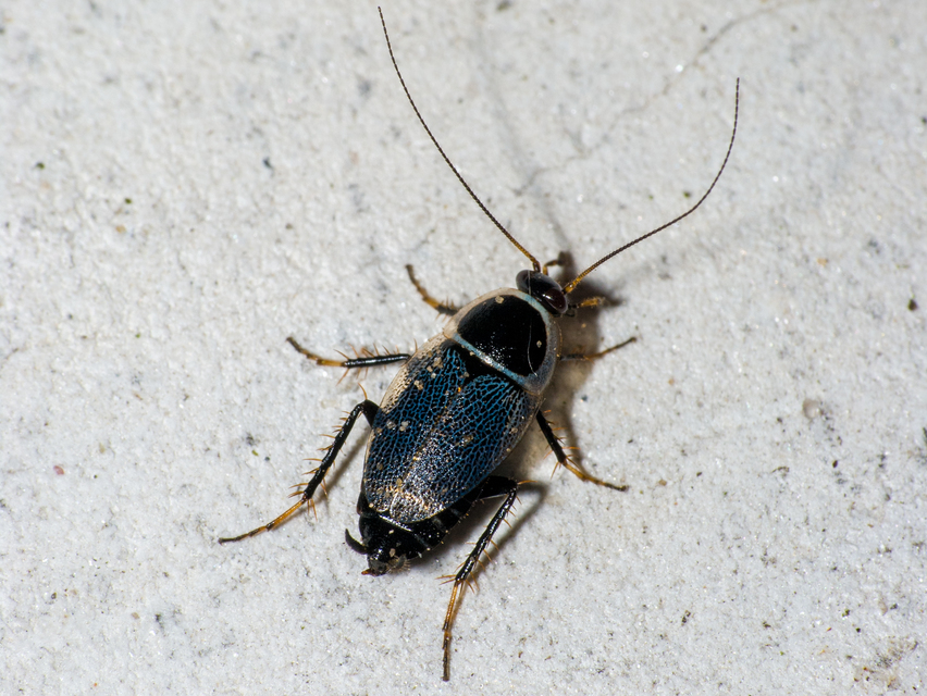 Phyllodromica megerlei - pontozott avarcsótány