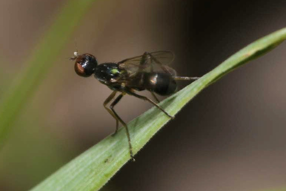 Sepsidae - billegetőlégyfélék