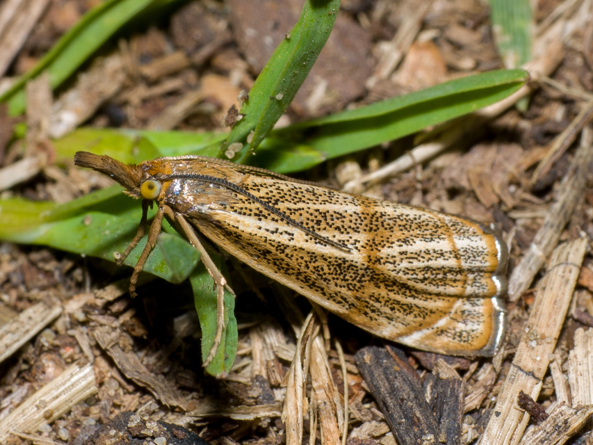 Thisanotia chrysonuchella - tavaszi fűgyökérmoly