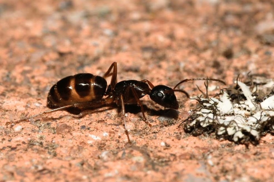 Camponotus fallax - ligeti lóhangya