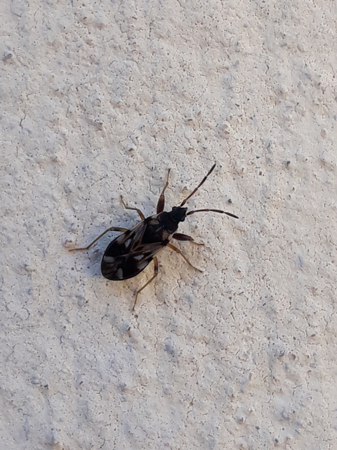 Scolopostethus Scolopostethus