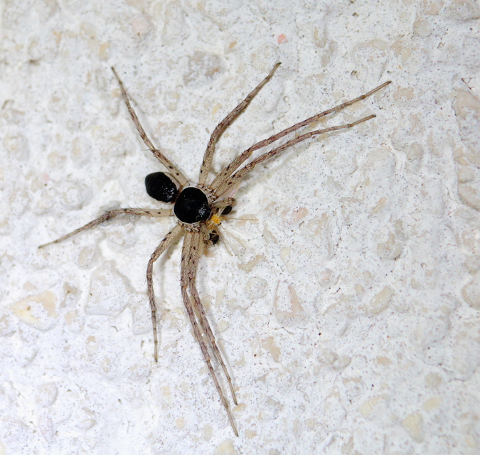 Philodromus dispar - lomb karolópók