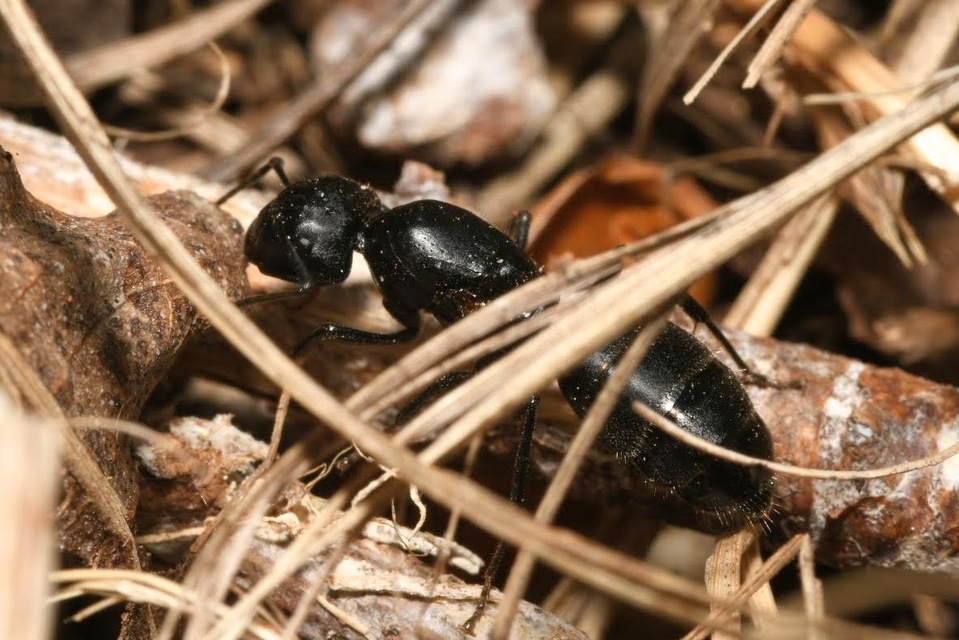 Camponotus vagus - fekete lóhangya
