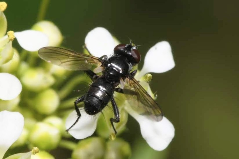 Phania funesta