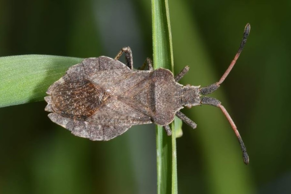 Enoplops scapha - feketés karimáspoloska