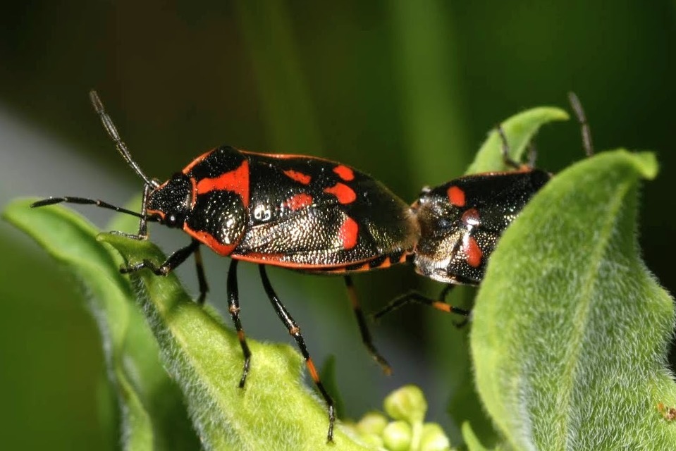 Eurydema oleracea - paréjpoloska Eurydema oleracea - paréjpoloska