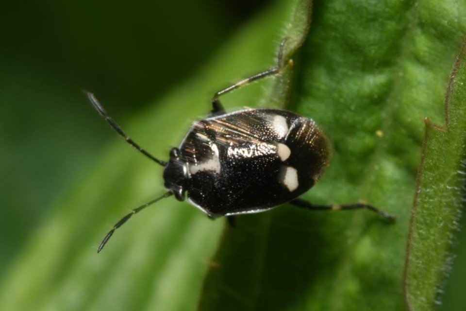 Eurydema oleracea - paréjpoloska Eurydema oleracea - paréjpoloska