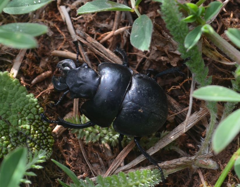 Lethrus apterus - nagyfejű csajkó