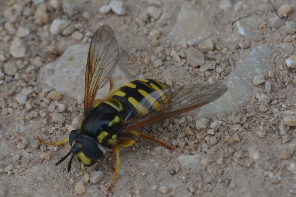 Chrysotoxum