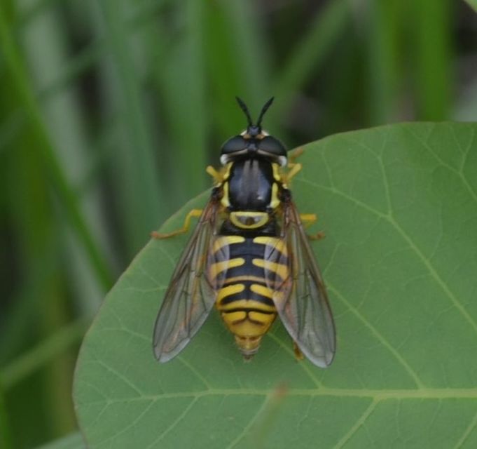 Chrysotoxum cautum - gyakori öveslégy