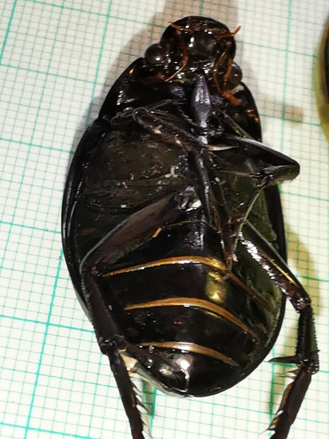 Hydrophilus aterrimus - fekete óriáscsibor