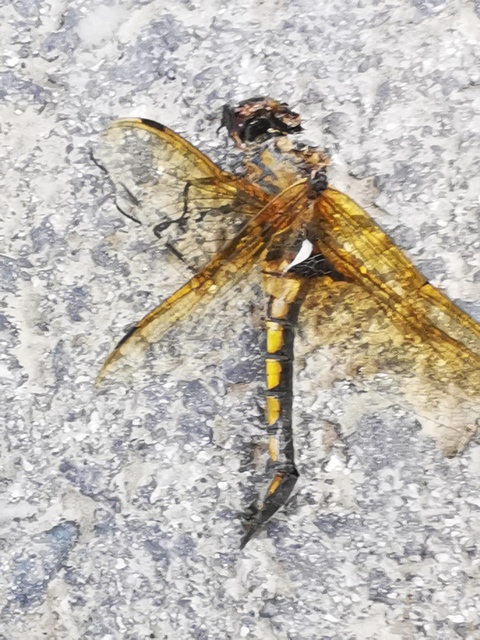 Epitheca bimaculata - kétfoltos sárkányszitakötő