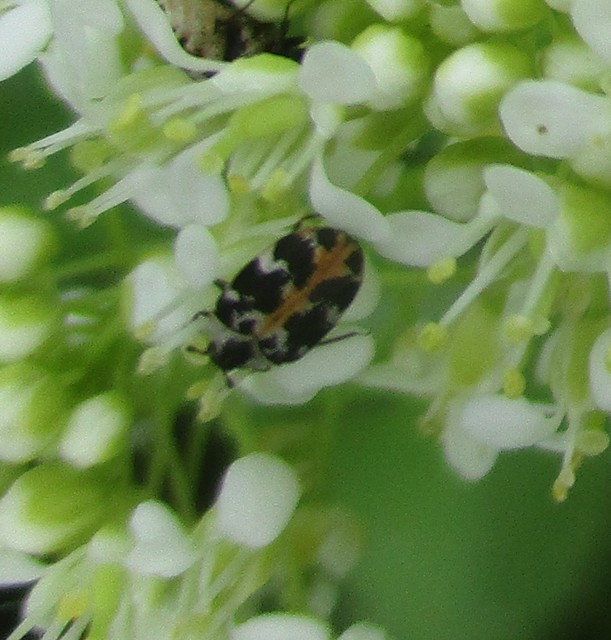 Anthrenus scrophulariae - nagy múzeumbogár