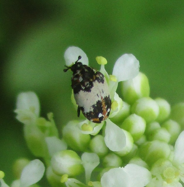 Anthrenus querneri