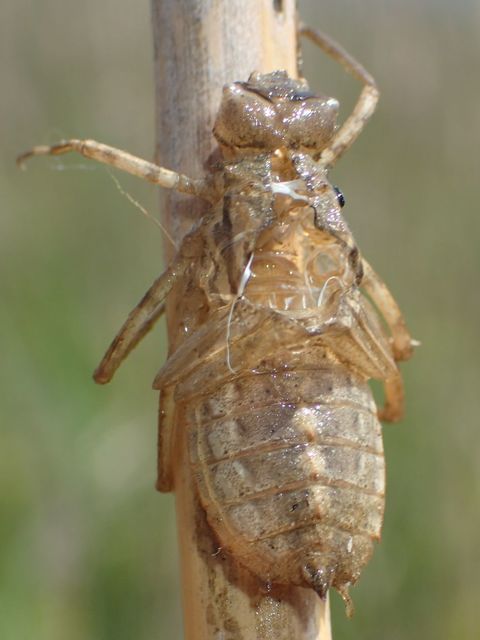 Cordulia aenea - bronzos smaragdszitakötő