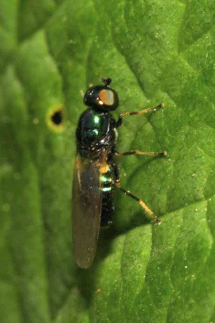 Microchrysa polita - feketecsápú fémeslégy