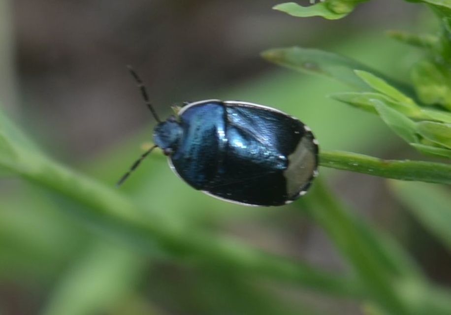 Canthophorus