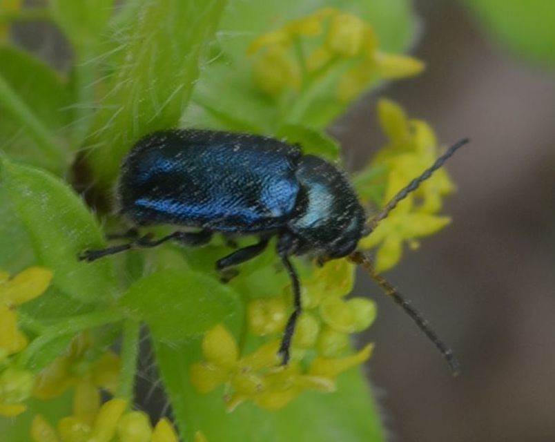 Cryptocephalus schaefferi - lapátlábú zömökbogár