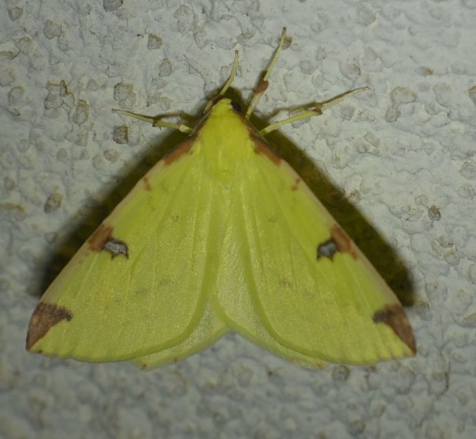 Opisthograptis luteolata - citromsárga araszoló