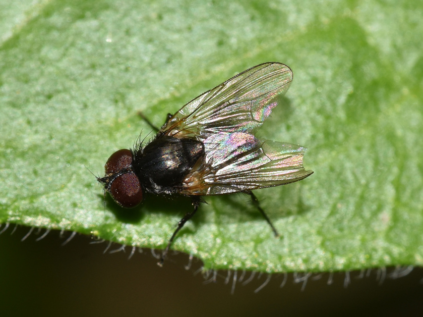 Fannia
