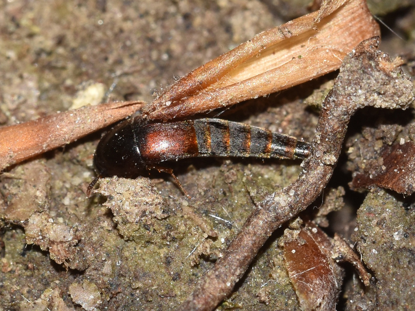 Sepedophilus marshami - közönséges pihésholyva Sepedophilus marshami - közönséges pihésholyva