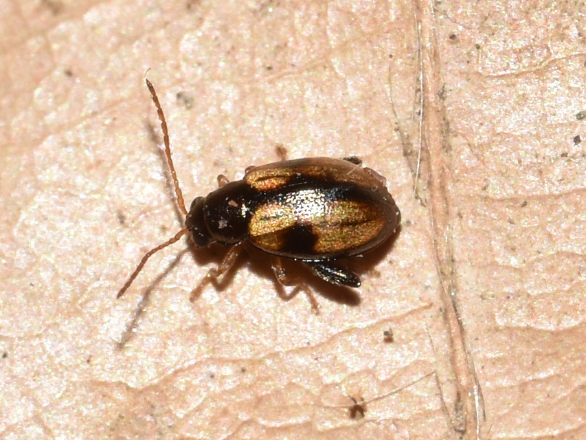 Longitarsus personatus