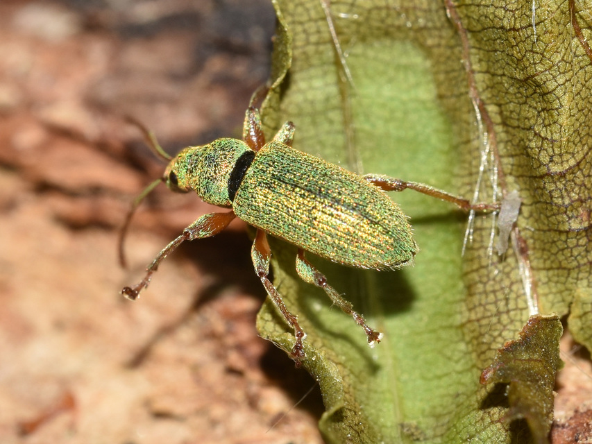 Phyllobius argentatus - ezüstös levélormányos