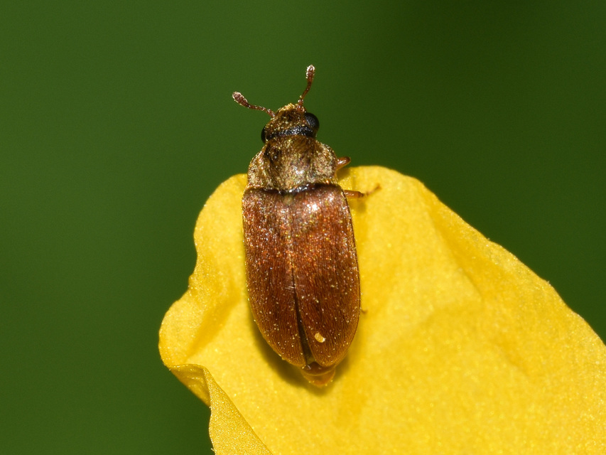 Byturus ochraceus - gyömbérgyökérbogár