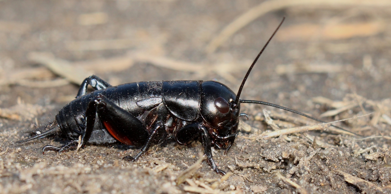 Gryllus campestris - mezei tücsök