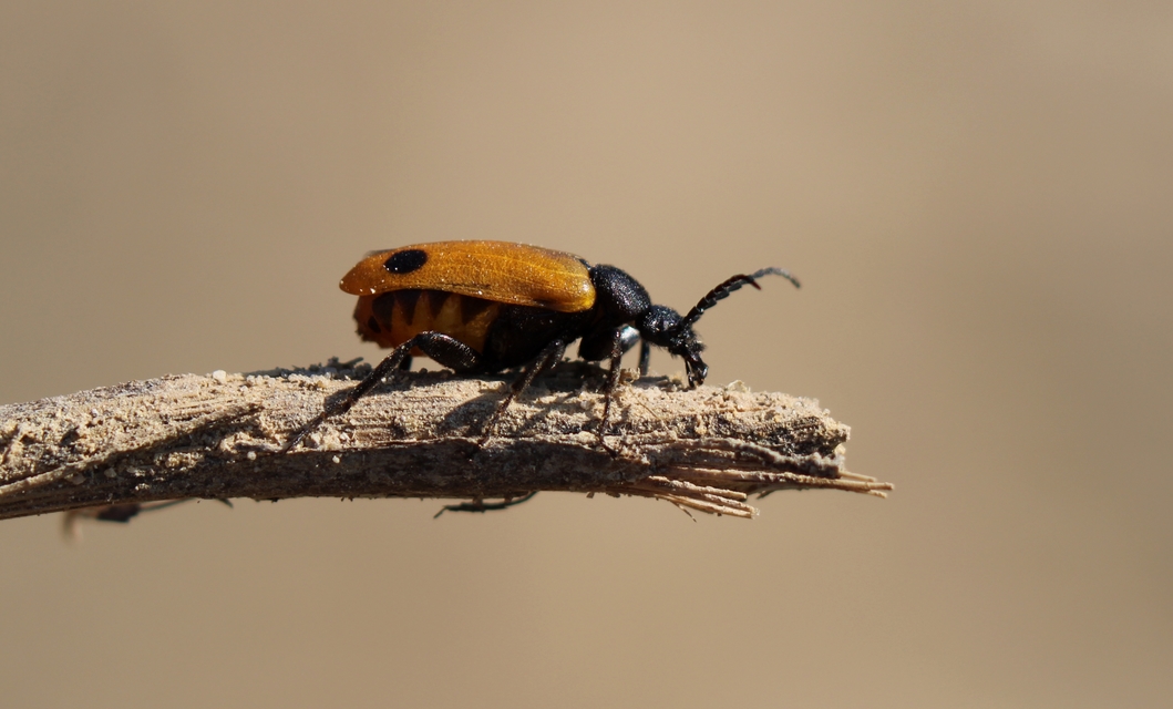 Apalus bimaculatus - kétfoltos élősdibogár