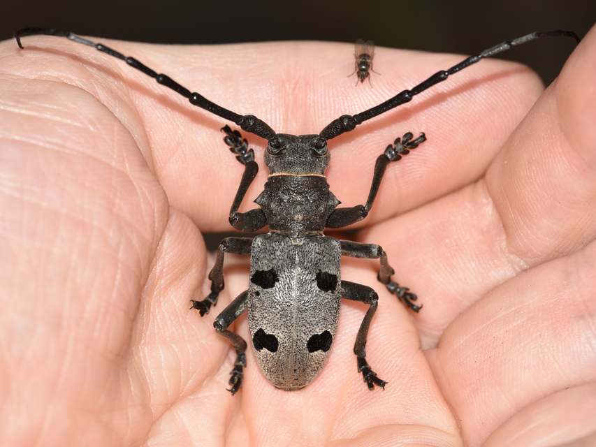 Morimus asper funereus - gyászcincér