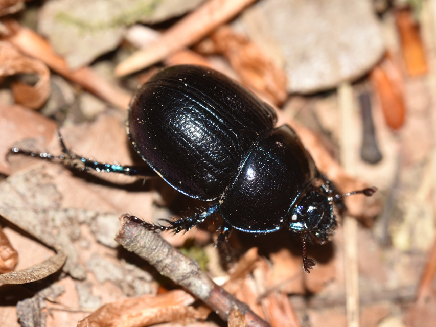 Anoplotrupes stercorosus - erdei álganéjtúró