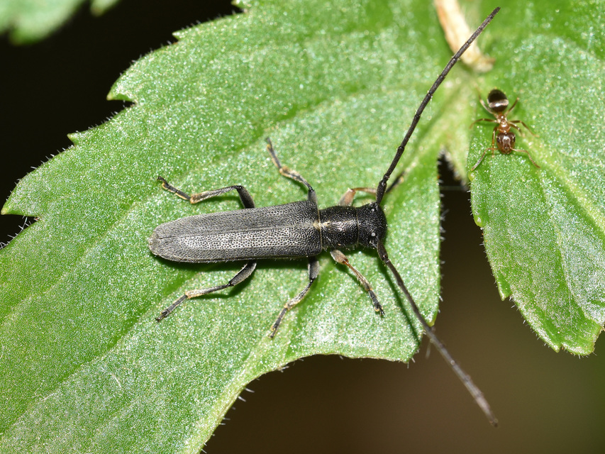 Phytoecia cylindrica - medvelapucincér