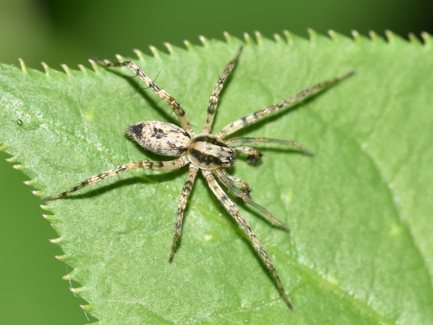 Anyphaena accentuata - jegyespók