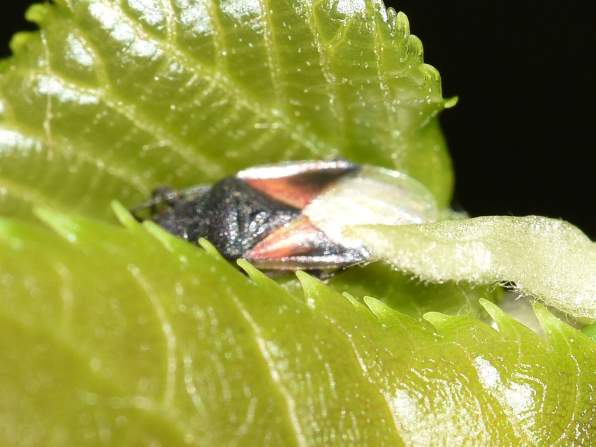 Oxycarenus lavaterae - hársbodobács