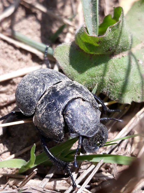 Lethrus apterus - nagyfejű csajkó