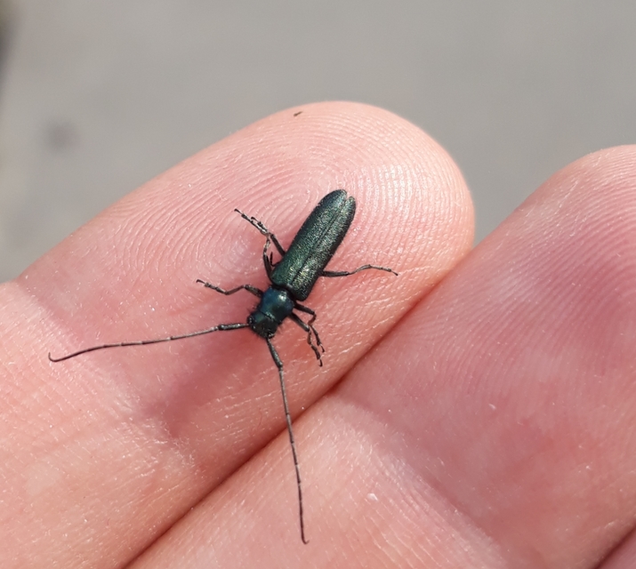 Agapanthia violacea - kék somkórócincér