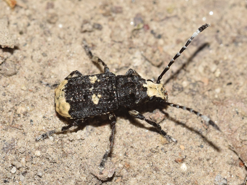 Platystomos albinus - nagybajuszú orrosbogár