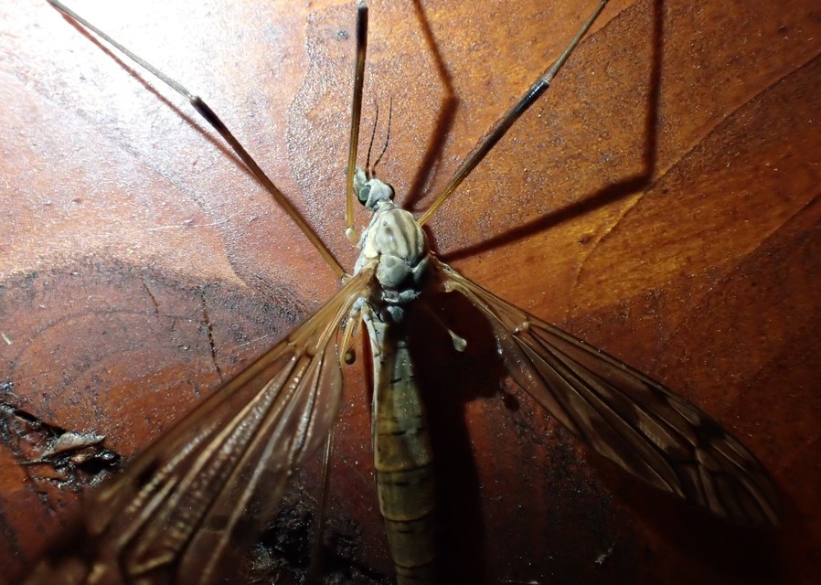 Tipula