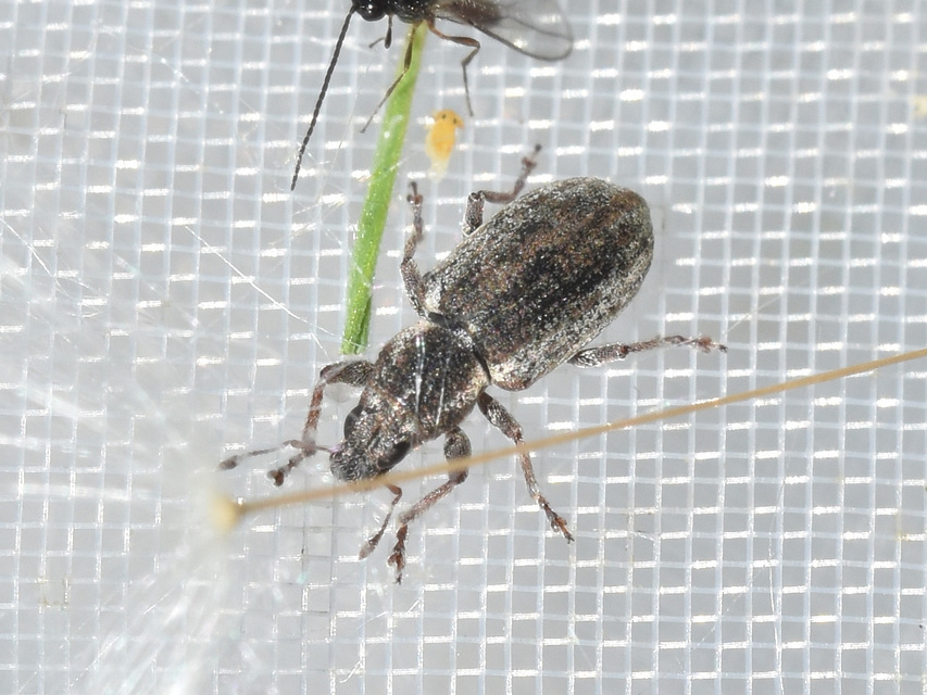 Sitona humeralis - lucerna-csipkézőbogár